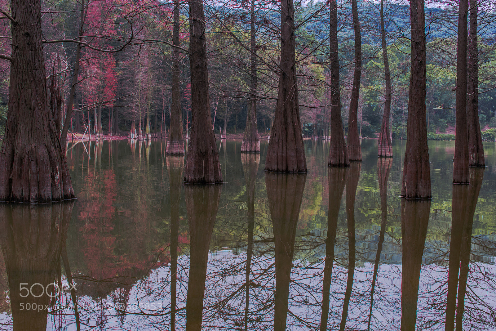 Nikon D7200 sample photo. 白云山水杉 photography