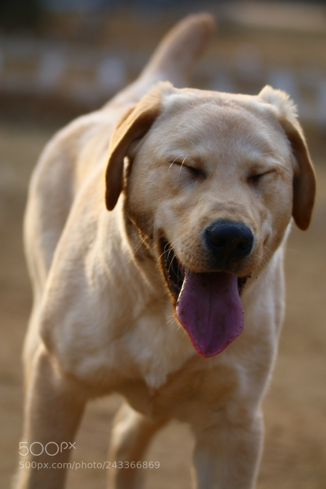 Tamron SP 150-600mm F5-6.3 Di VC USD sample photo. 陶醉的狗狗intoxicated labrador photography