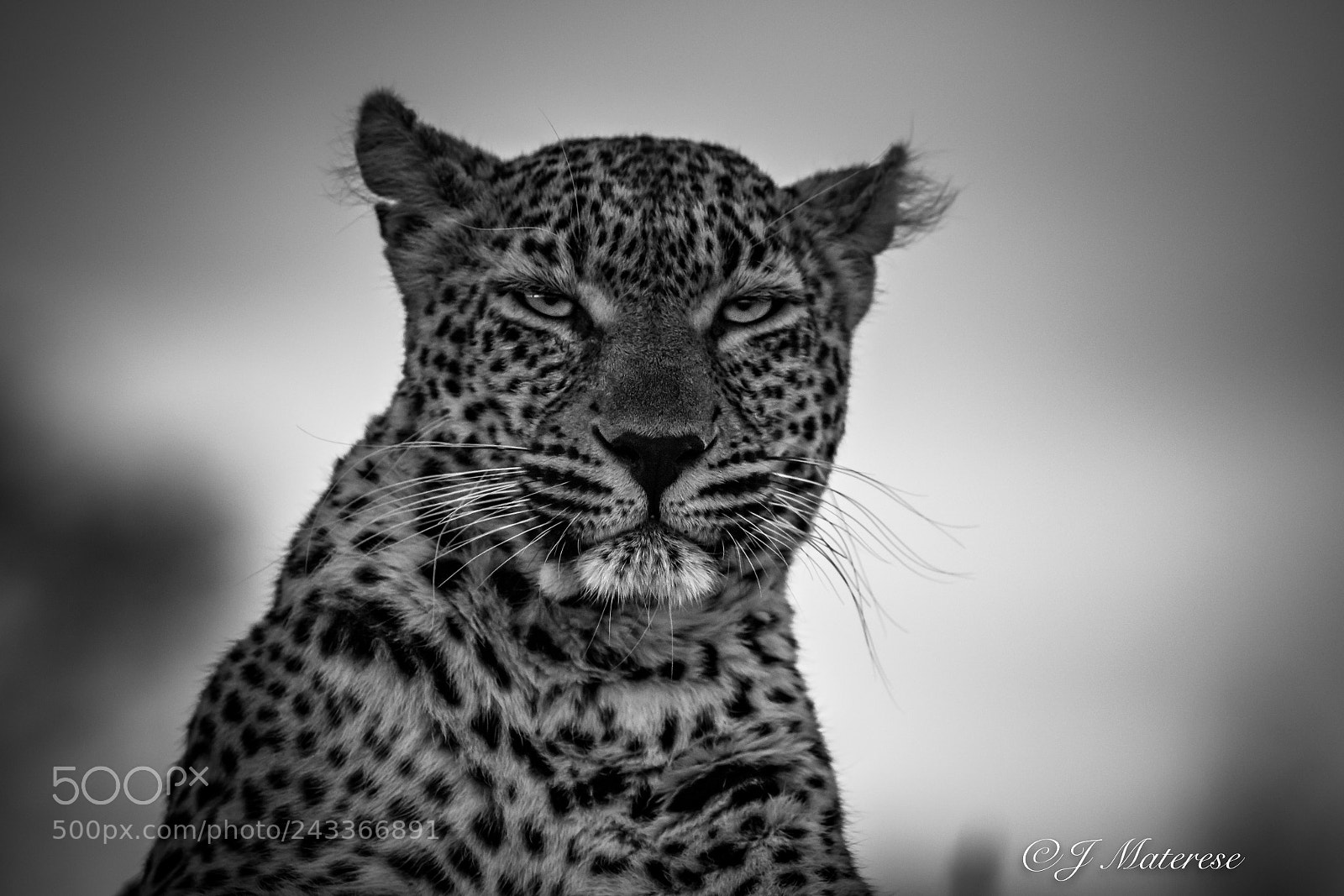 Canon EOS 7D Mark II sample photo. A cautious look photography