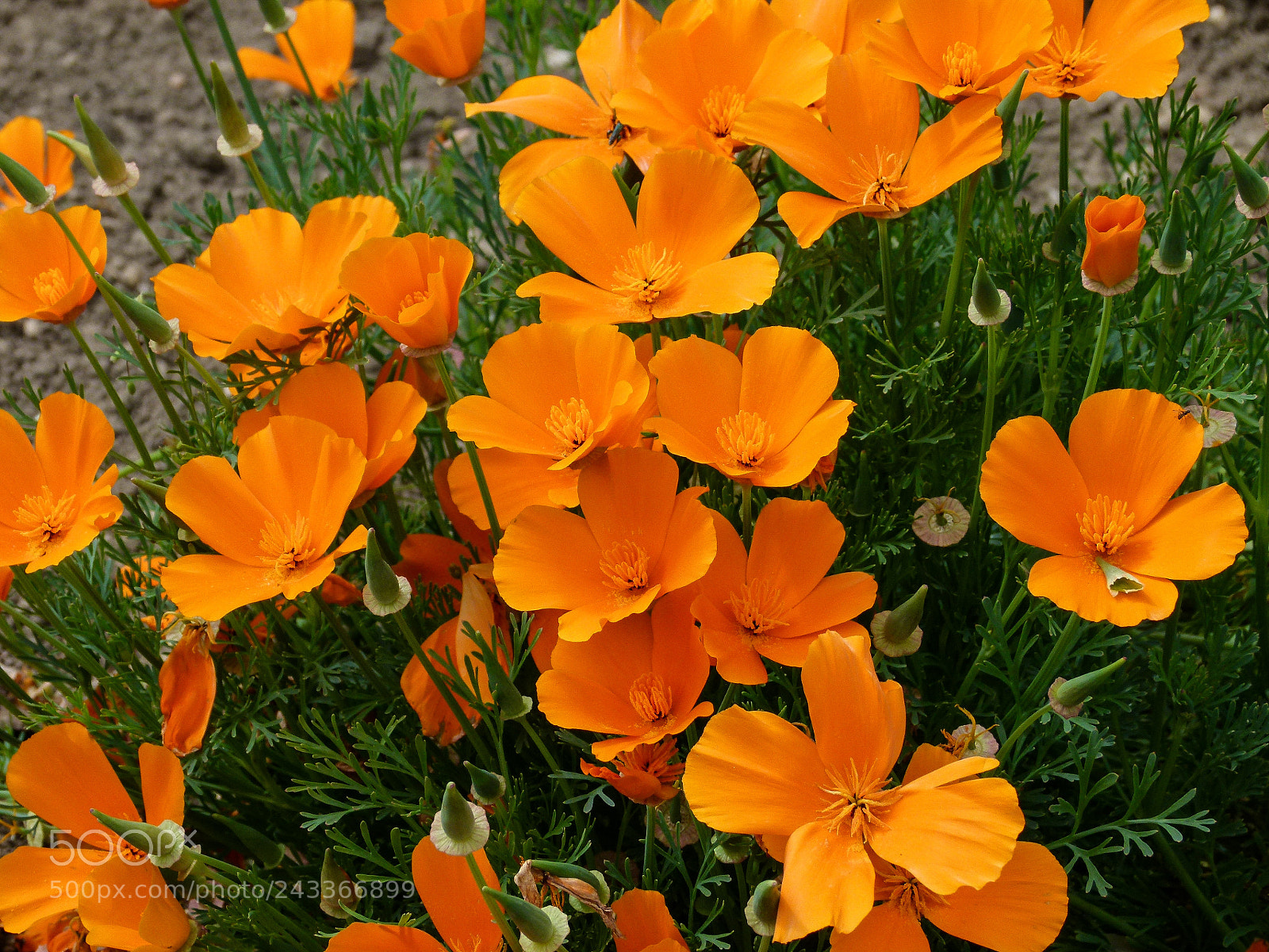 Panasonic Lumix DMC-FZ100 sample photo. Orange flowers photography