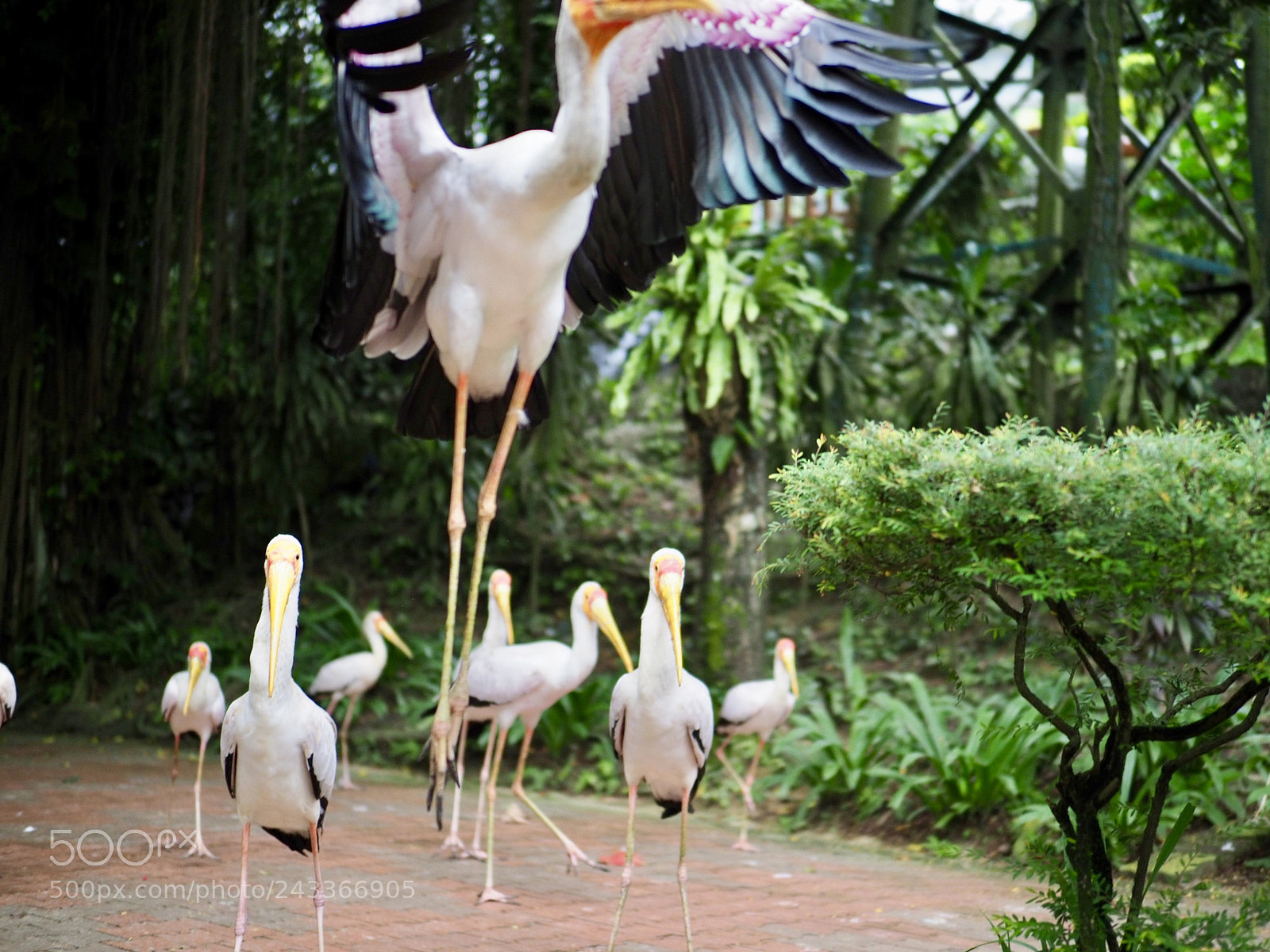 Olympus OM-D E-M1 Mark II sample photo. Kuala lumpur bird park photography