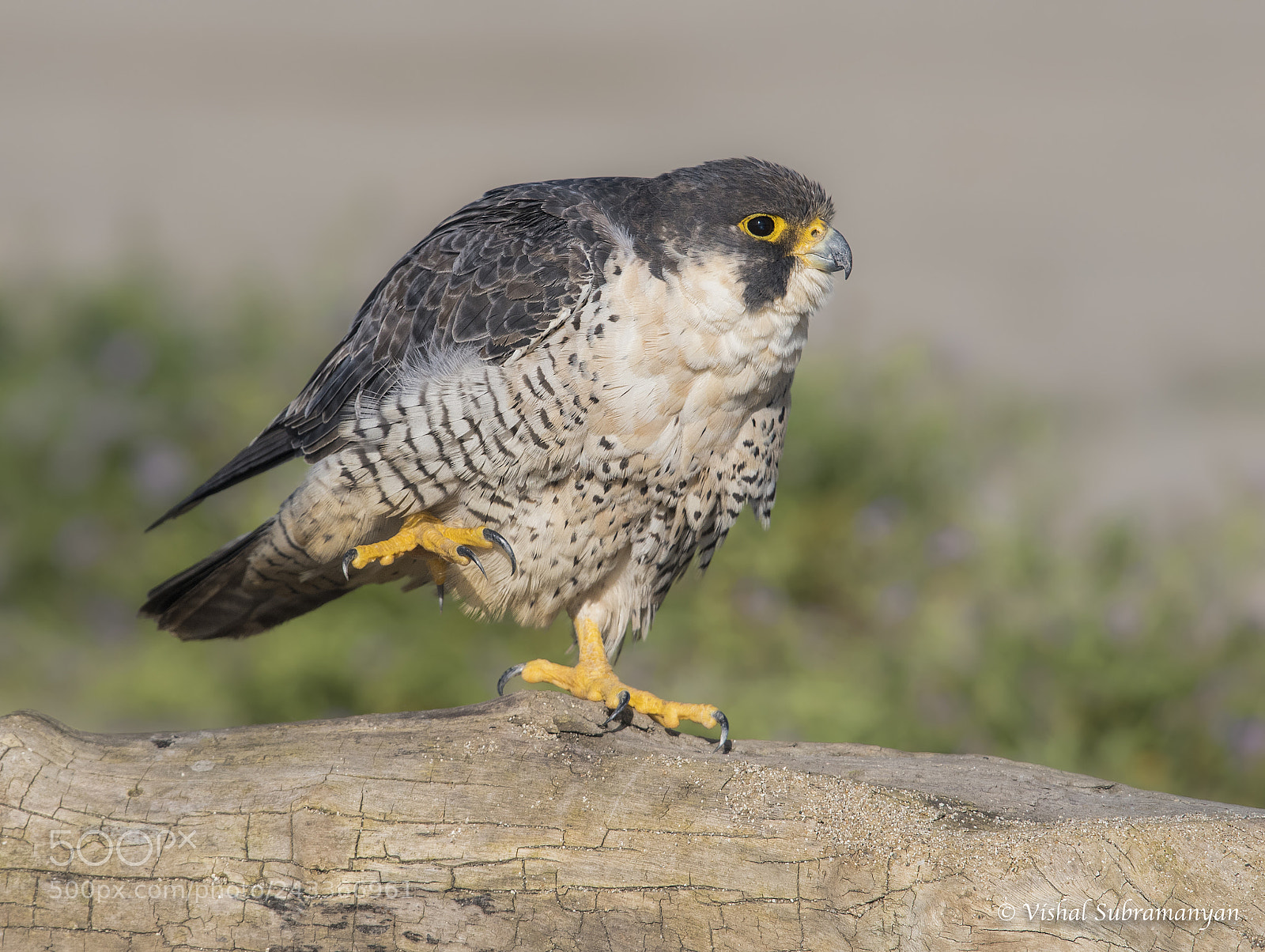 Nikon D500 sample photo. Peregrin falcon photography