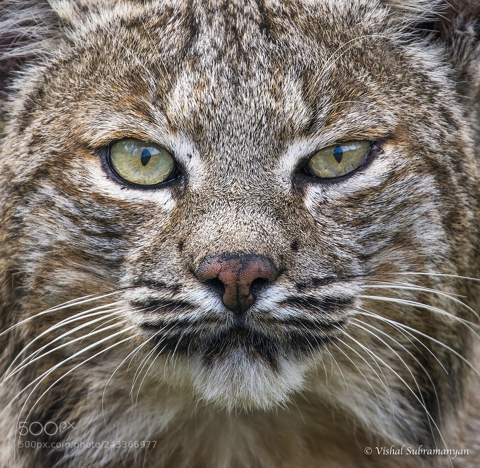 Nikon D500 sample photo. Bobcat face portrait photography