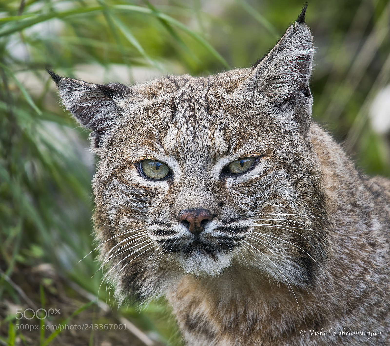 Nikon D500 sample photo. Male bobcat photography
