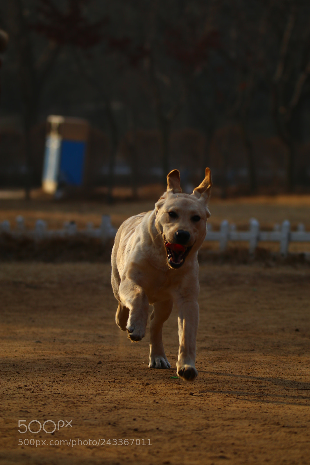 Tamron SP 150-600mm F5-6.3 Di VC USD sample photo. 奔跑running labrador photography