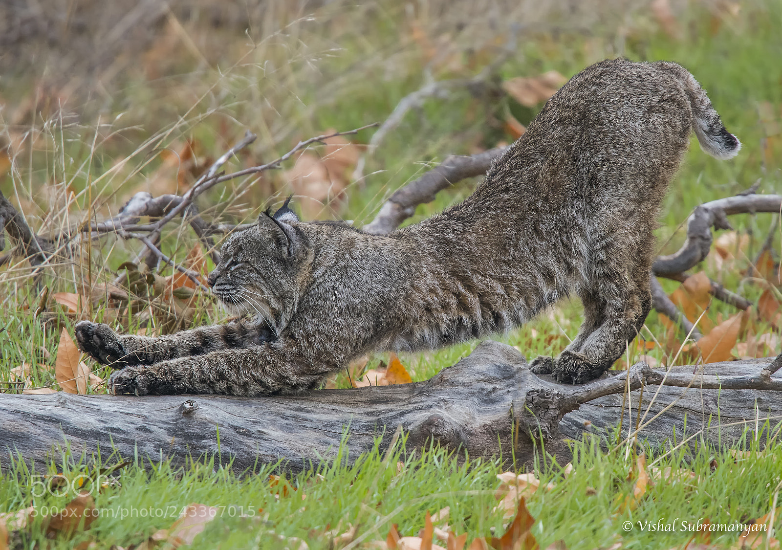 Nikon D500 sample photo. Bobcat streching on log photography