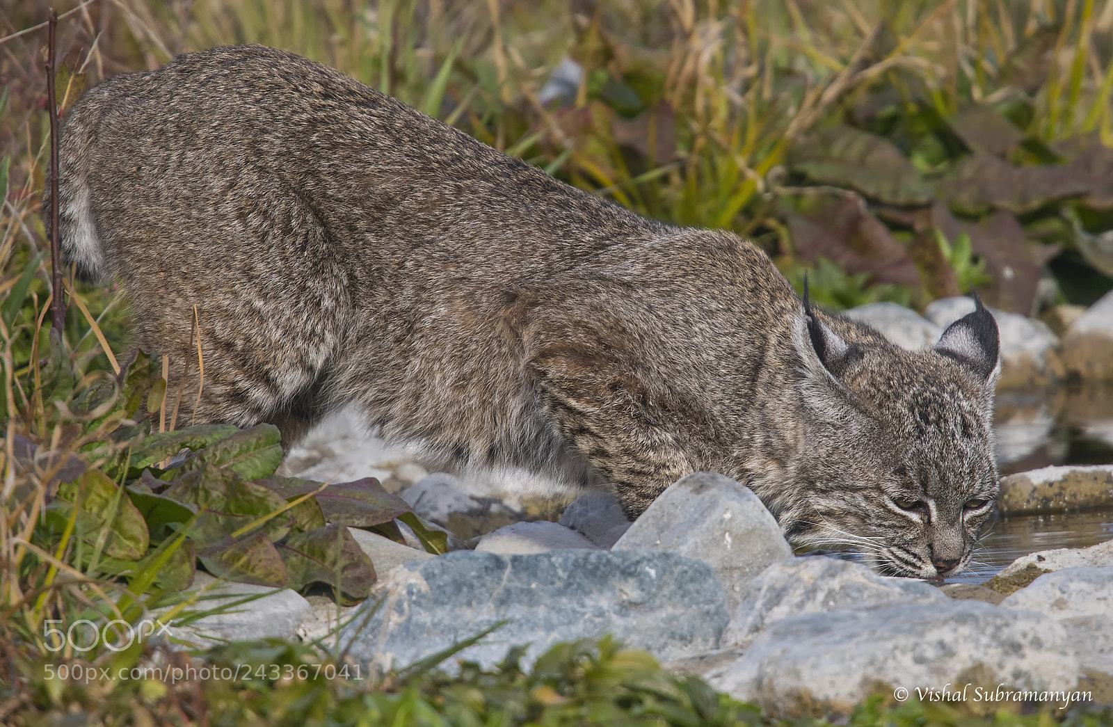 Nikon D500 sample photo. Bobcat drinking water photography
