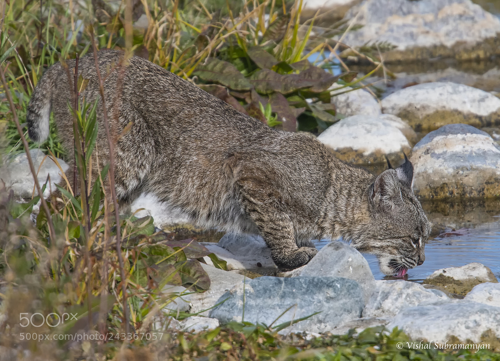 Nikon D500 sample photo. Bobcat getting a drink photography