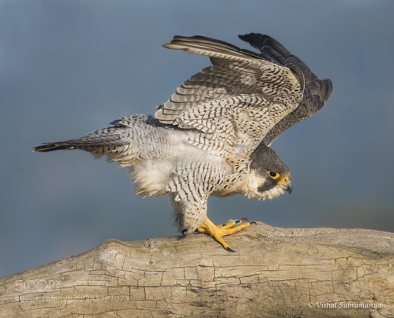Nikon D500 sample photo. Peregrine streching photography