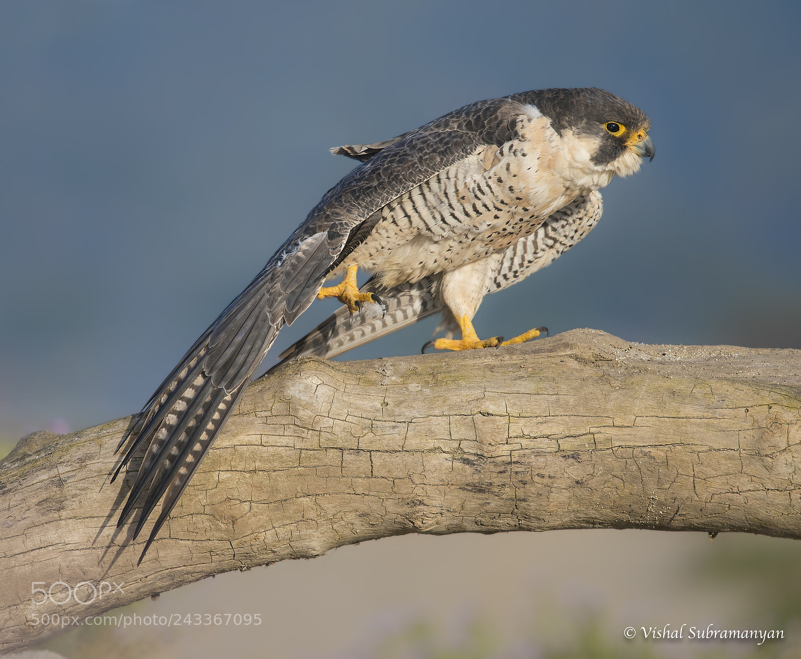Nikon D500 sample photo. Peregrine strech photography