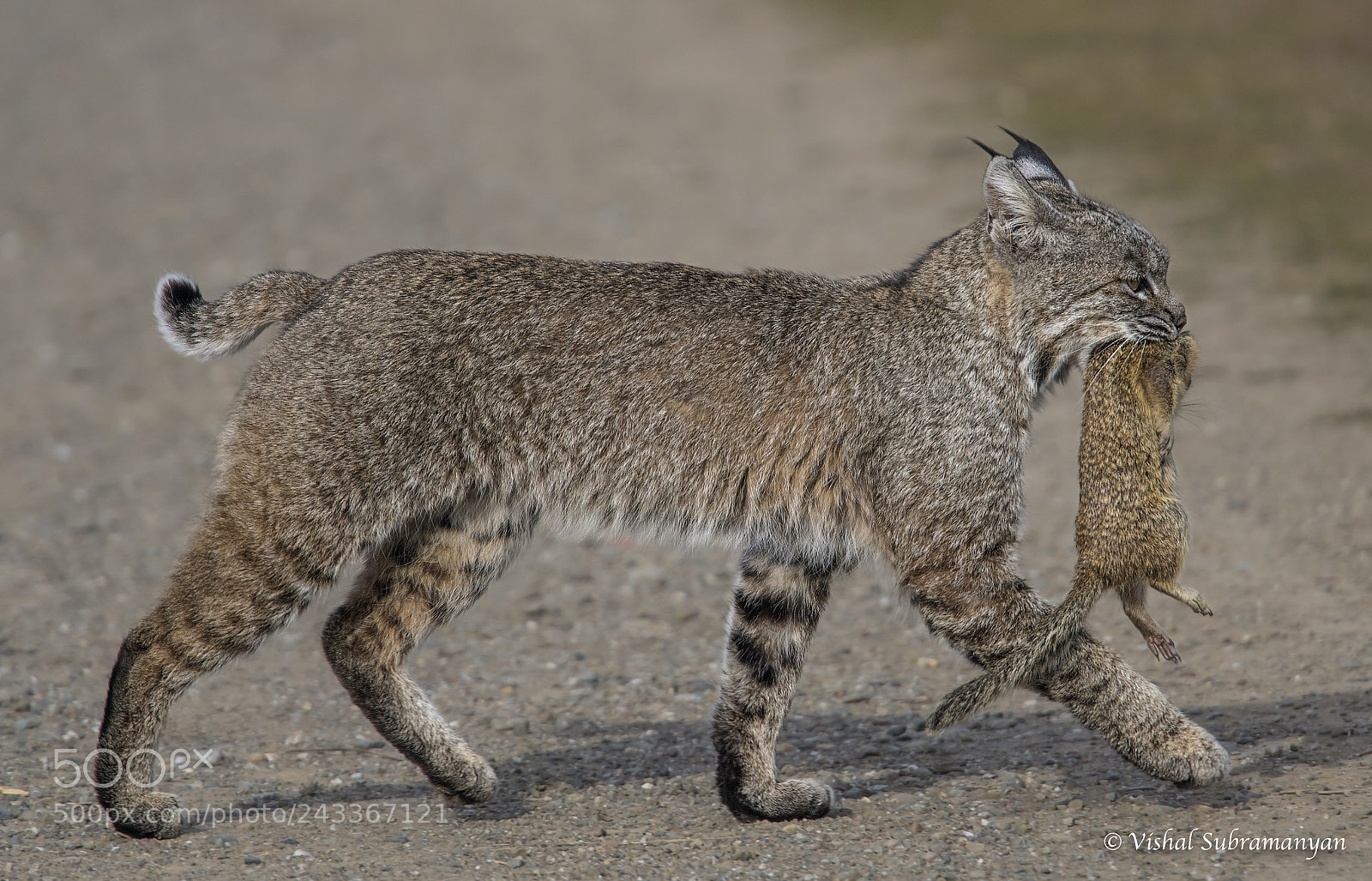 Nikon D500 sample photo. Bobcat carrying ground squirrel photography