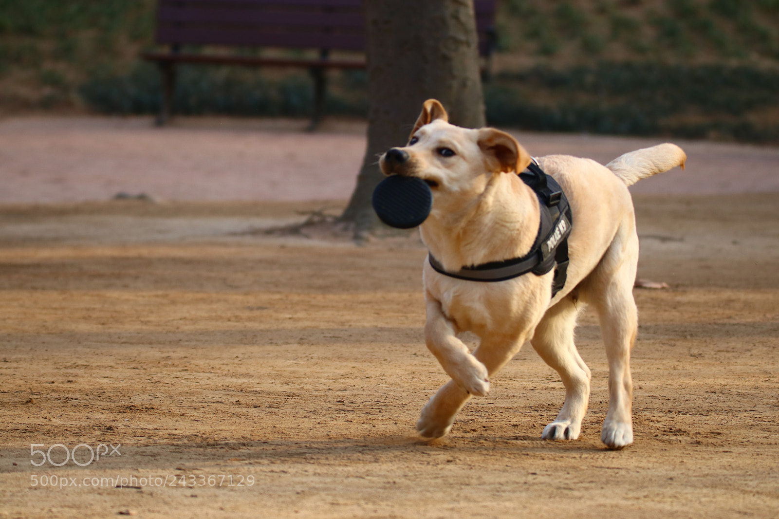 Tamron SP 150-600mm F5-6.3 Di VC USD sample photo. 狗狗的华尔兹the labrador in waltz photography