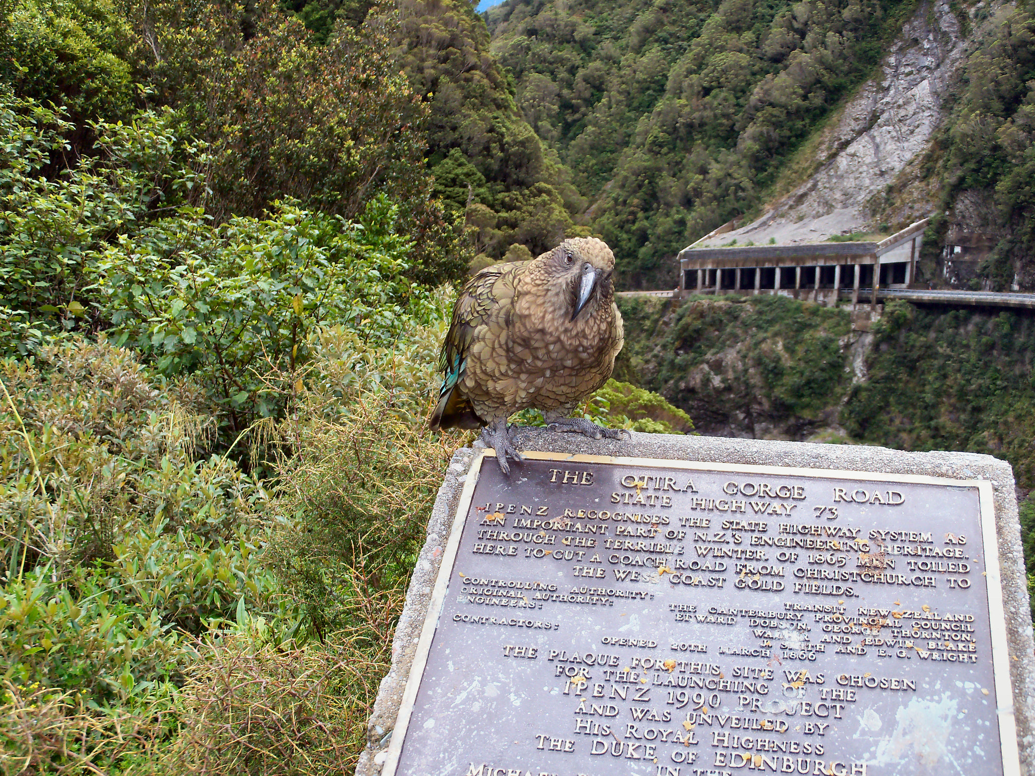 Kodak EASYSHARE M381 DIGITAL CAMERA sample photo. Kea parrot  of new zealand photography