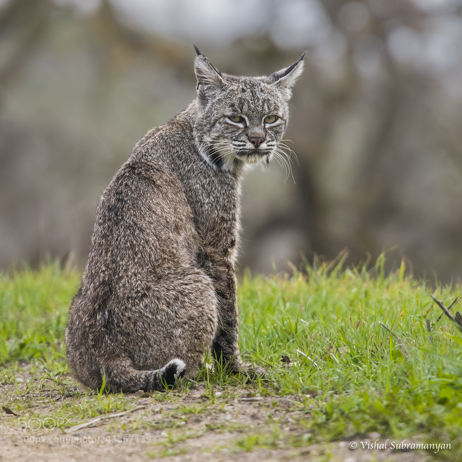 Nikon D500 sample photo. Female bobcat photography