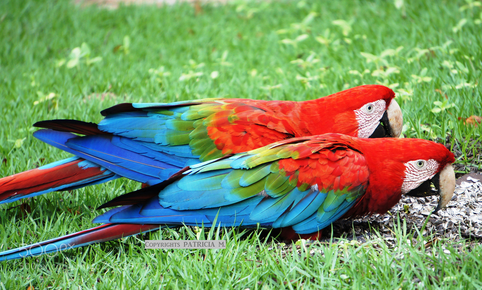 Sony Alpha NEX-3 sample photo. Araras. macaws photography