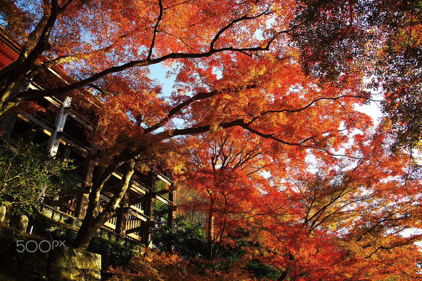 Sigma DP1 Merrill sample photo. Flame photography