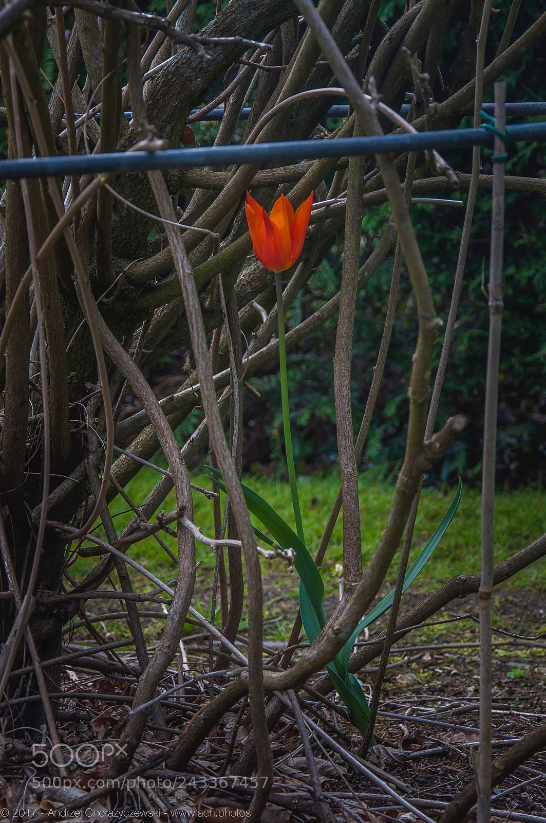 Nikon D90 sample photo. 2017 phenix park photography