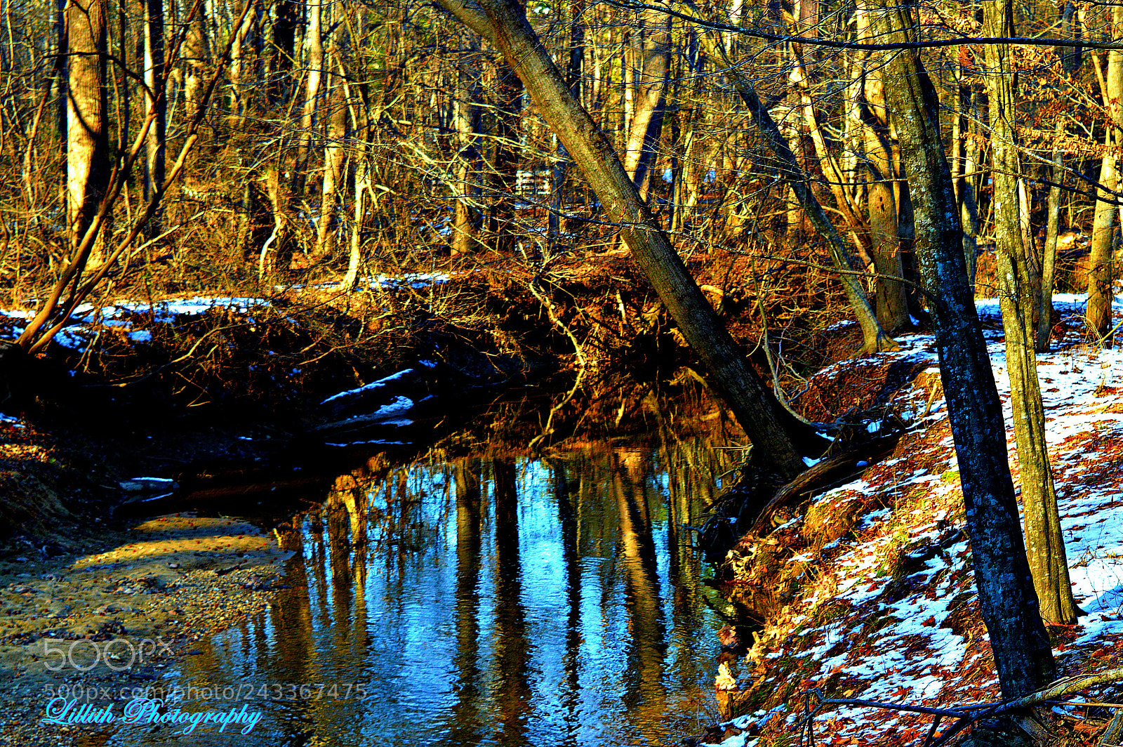 Nikon D3200 sample photo. Creekside leaning tree photography
