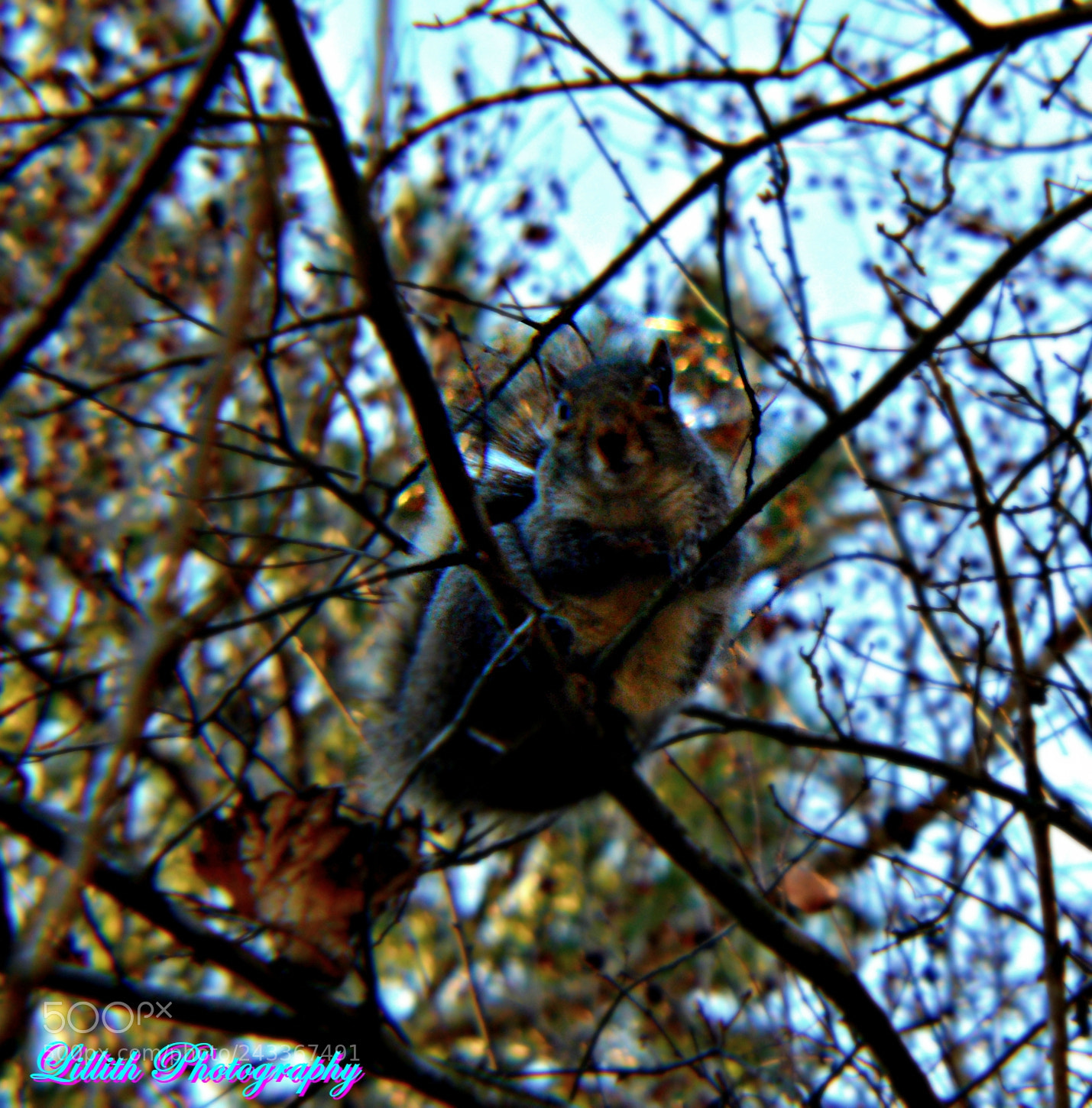 Nikon D3200 sample photo. Squirrel in tree photography
