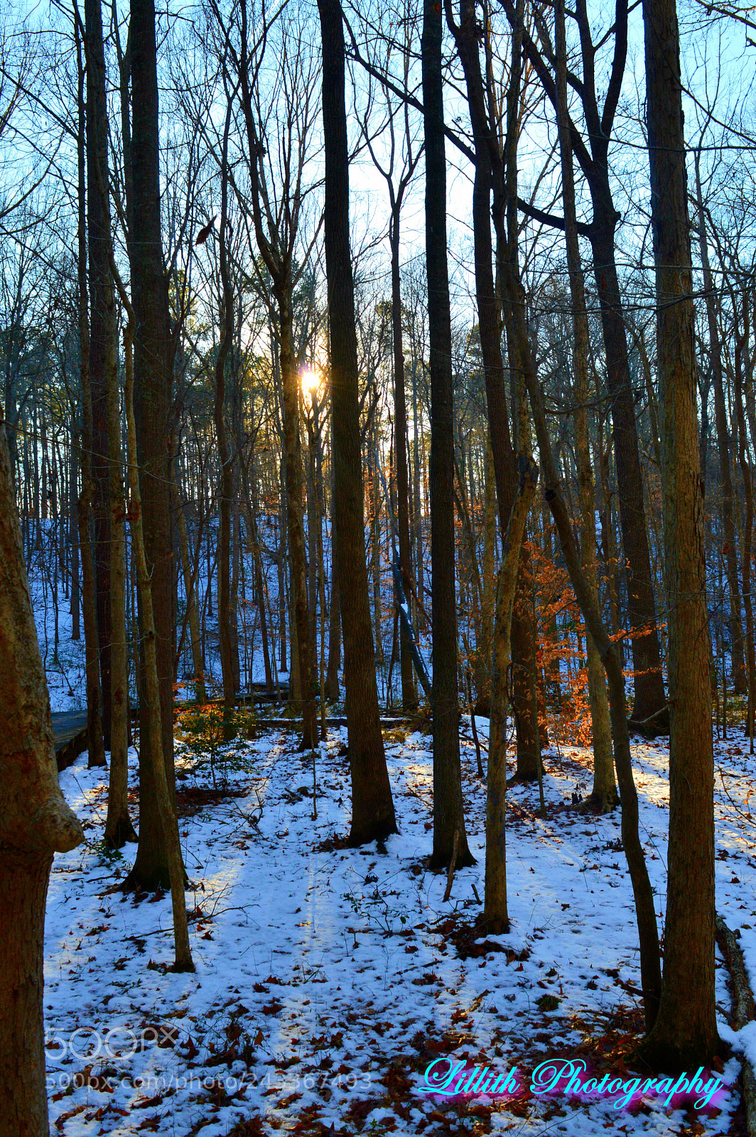 Nikon D3200 sample photo. Sunlight snowy trees photography