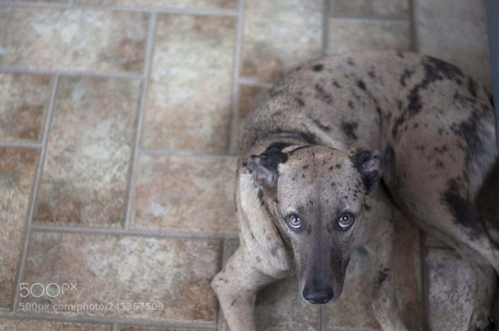 Nikon D5000 sample photo. Brother’s dog photography