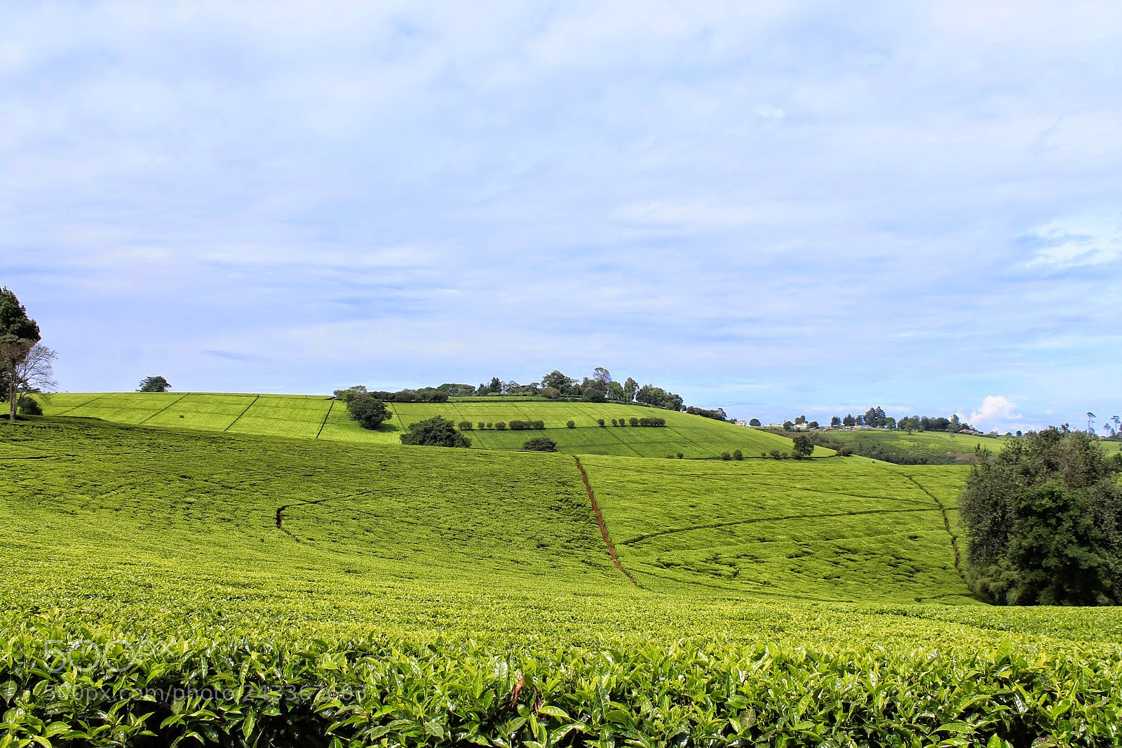 Canon EOS 1100D (EOS Rebel T3 / EOS Kiss X50) sample photo. Tea plantation photography