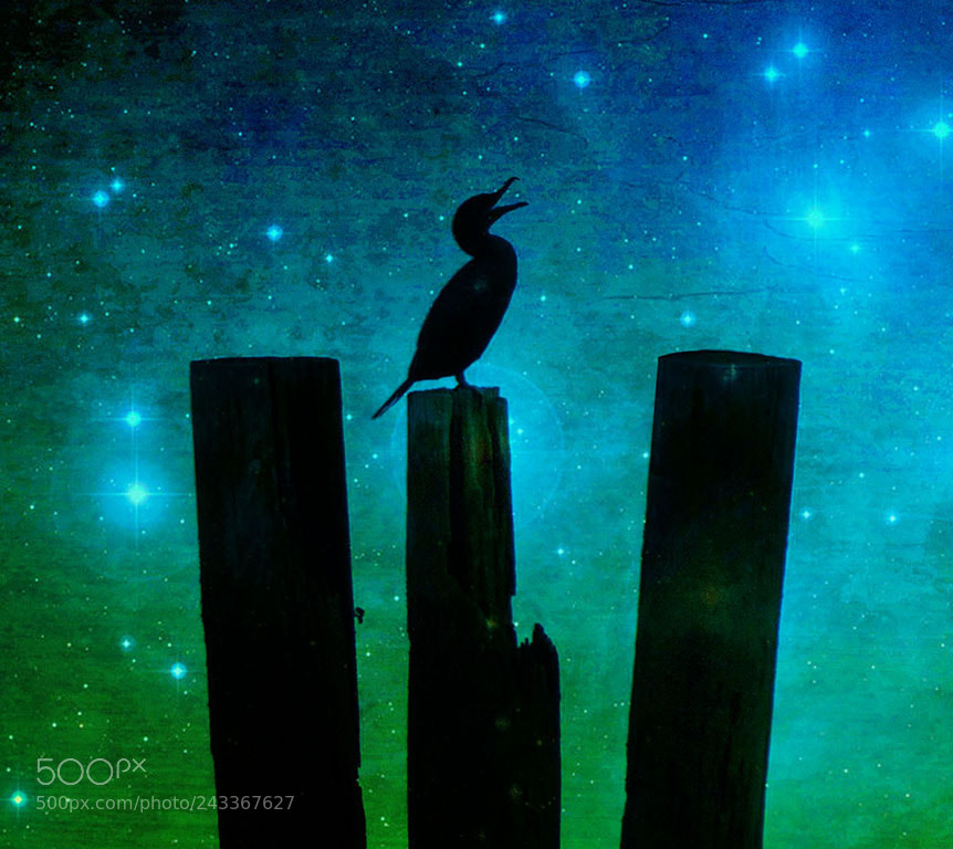 Nikon D7100 sample photo. Cormorant. photography