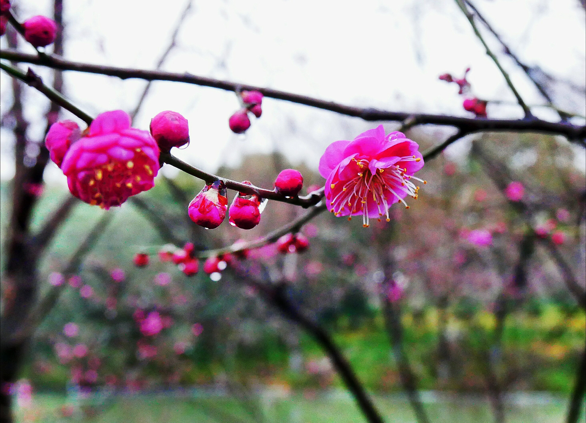 Panasonic Lumix DC-GX850 (Lumix DC-GX800 / Lumix DC-GF9) sample photo. Morning after raining photography