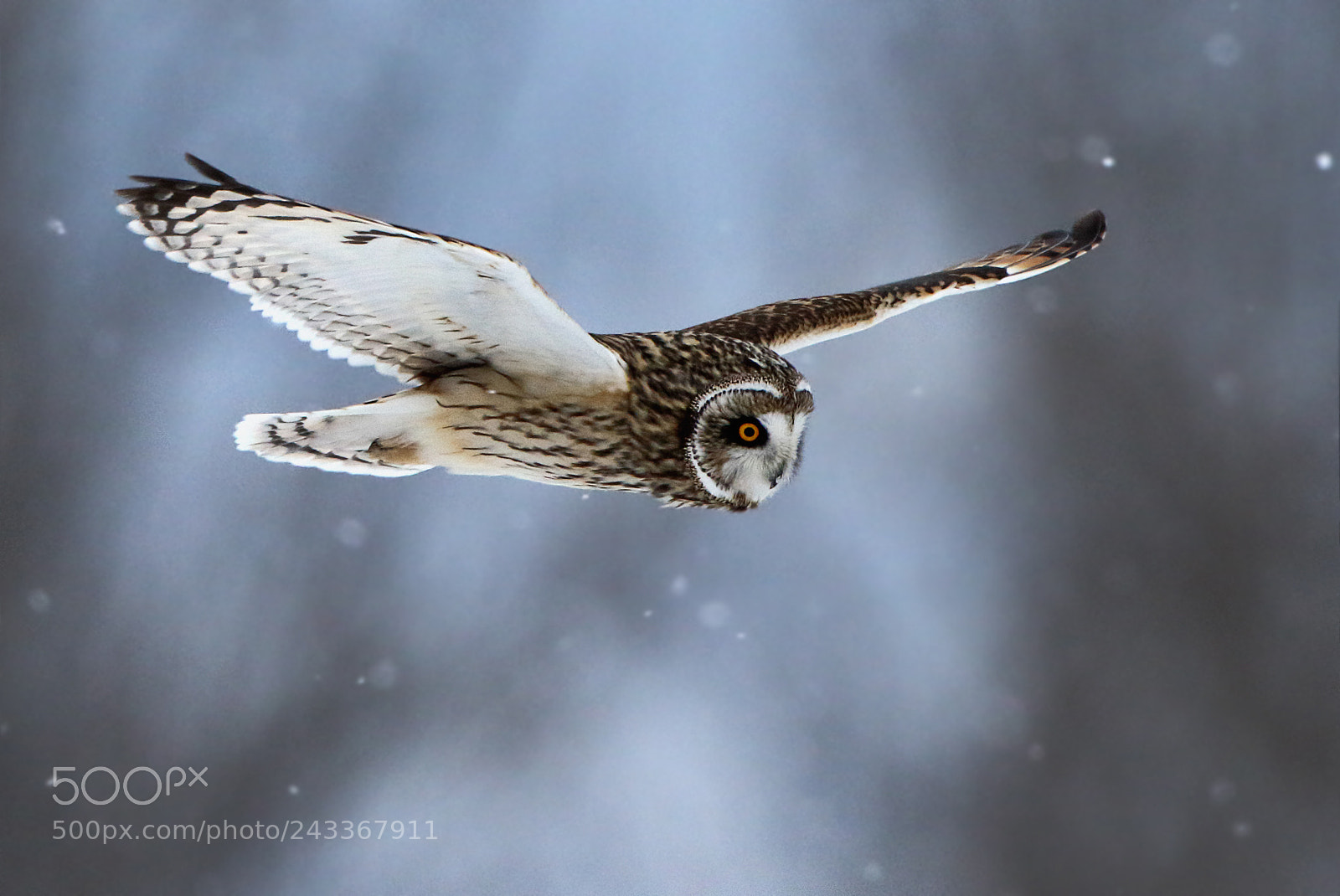 Canon EOS 7D Mark II sample photo. Short-eared owl photography