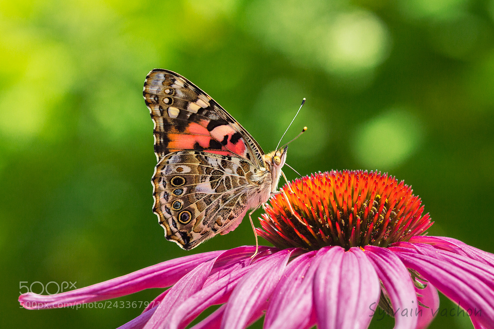 Canon EOS 60D sample photo. Papillon belle dame photography
