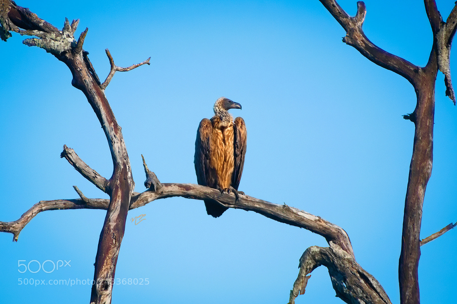 Nikon D500 sample photo. Perfect perch photography