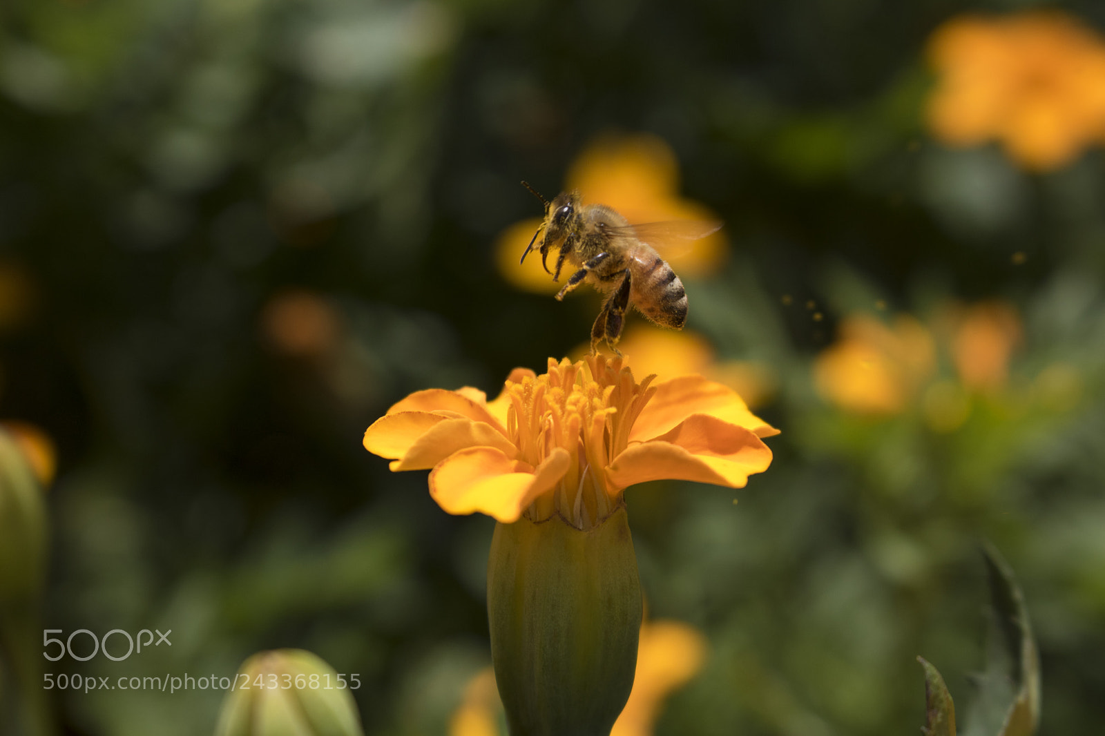 Canon EOS 750D (EOS Rebel T6i / EOS Kiss X8i) sample photo. Macro bee shot in photography