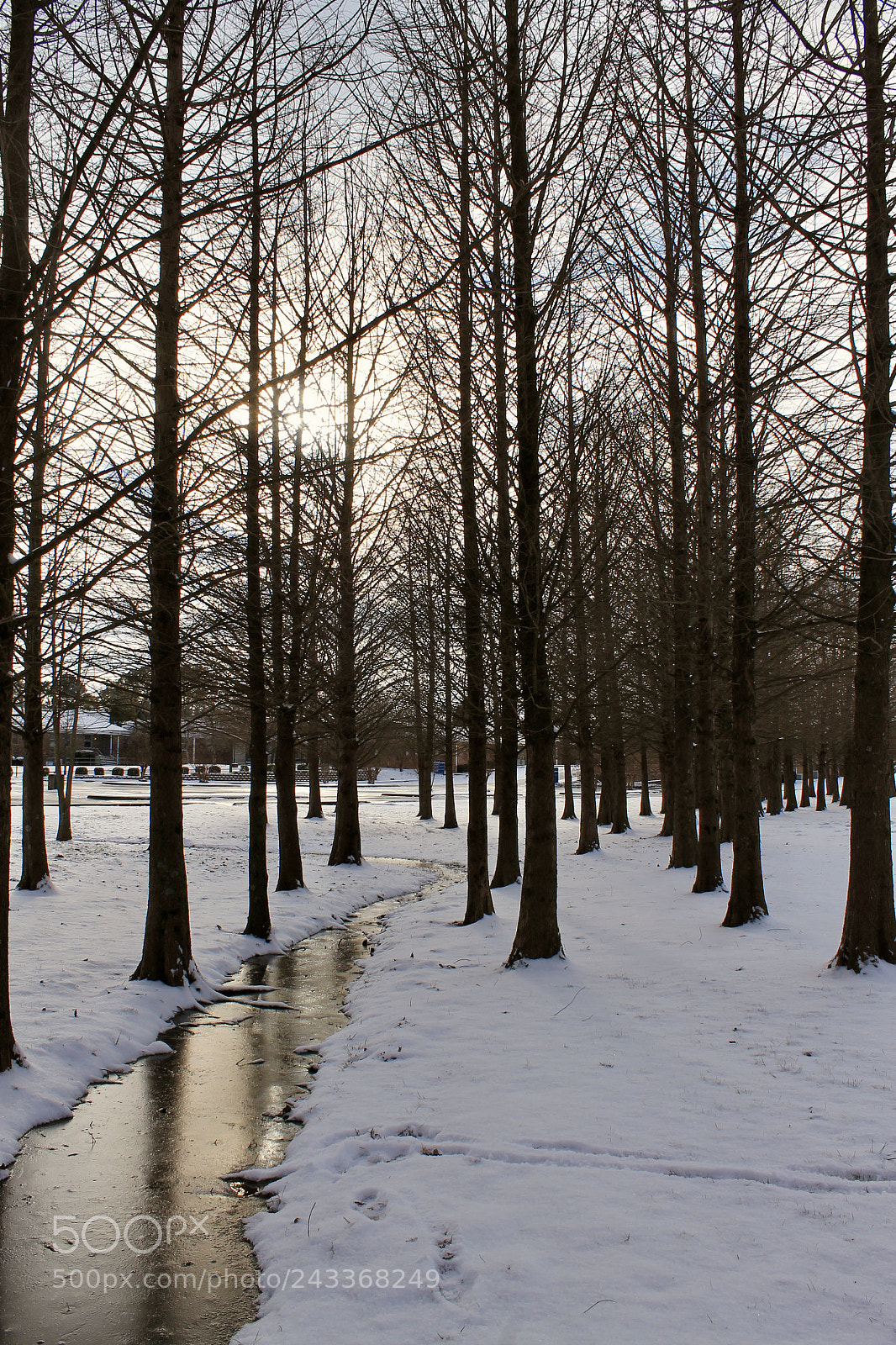 Canon EOS 1100D (EOS Rebel T3 / EOS Kiss X50) sample photo. Deciduous photography