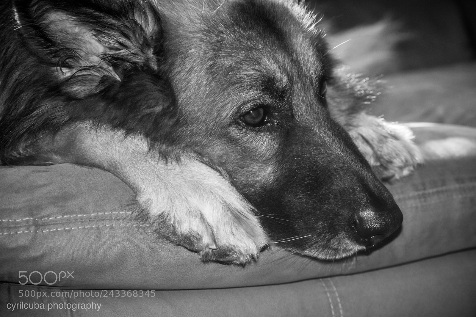 Nikon D5500 sample photo. Belgium sheepdog photography