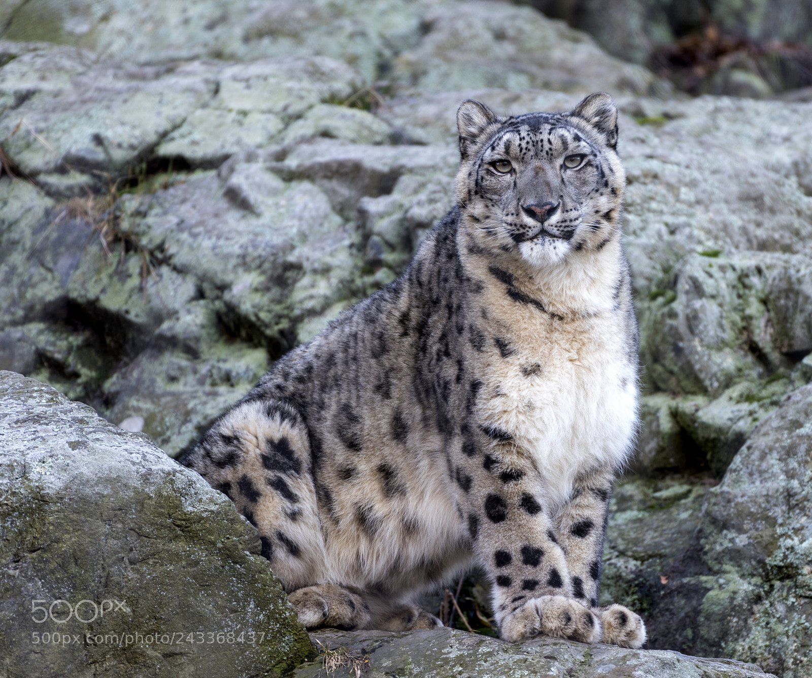 Nikon D810 sample photo. Snow leopard (panthera uncia) photography