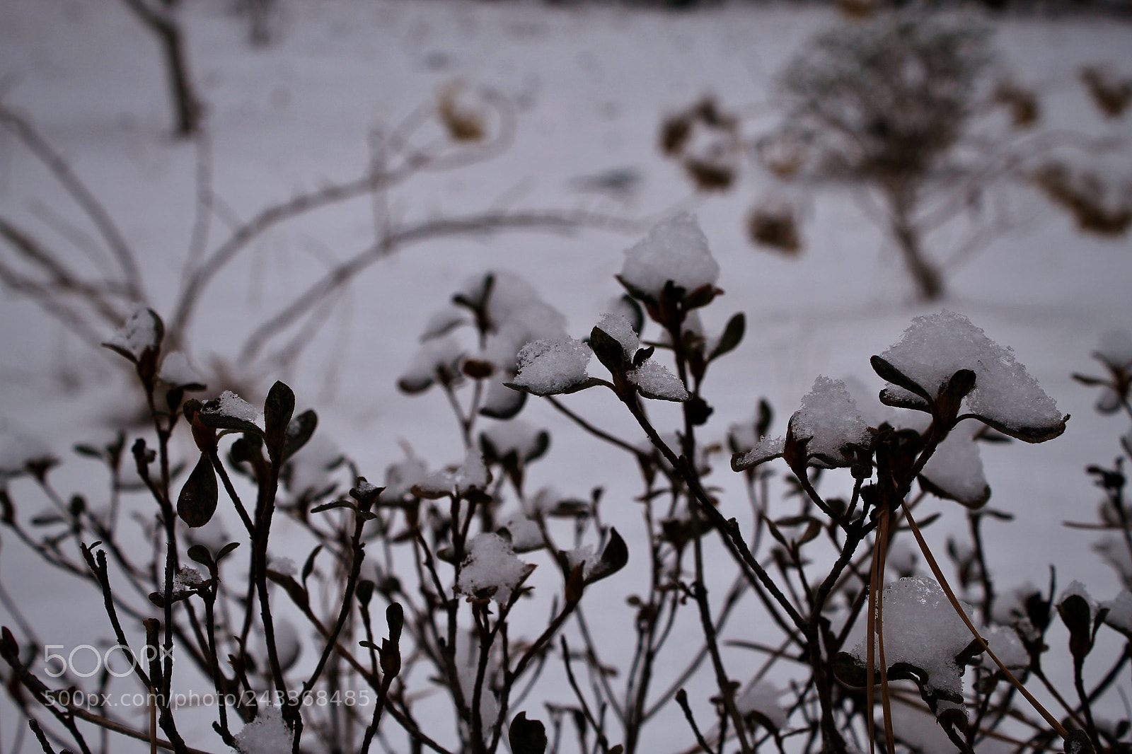 Canon EOS 1100D (EOS Rebel T3 / EOS Kiss X50) sample photo. Blanketing flora photography