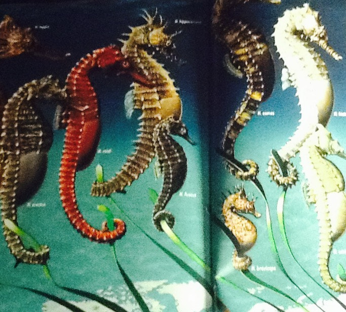 Apple iPad 2 sample photo. Sea horses photography