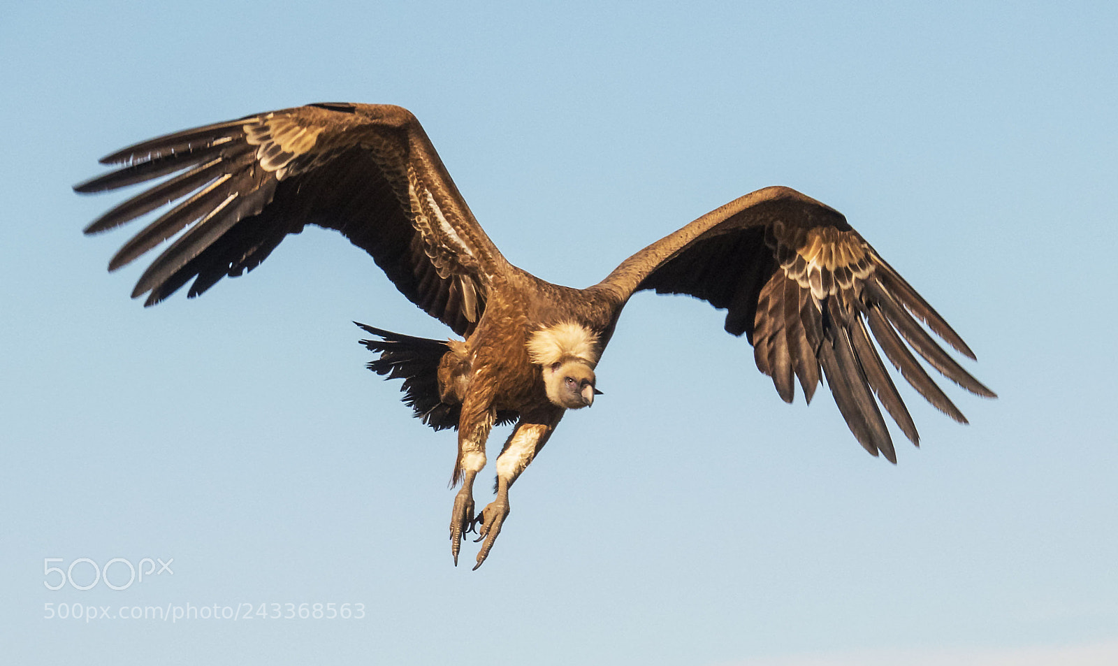 Sony Cyber-shot DSC-RX10 IV sample photo. Eurasian griffon photography