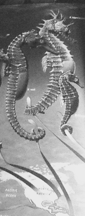 Apple iPad 2 sample photo. Sea horses 1 photography
