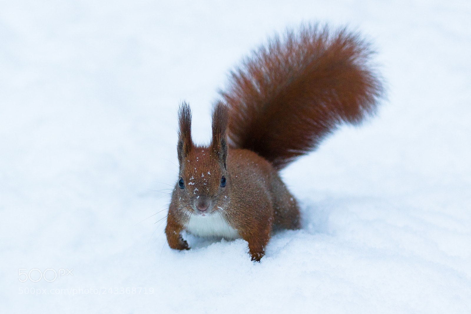 Canon EOS 60D sample photo. Squirrel photography