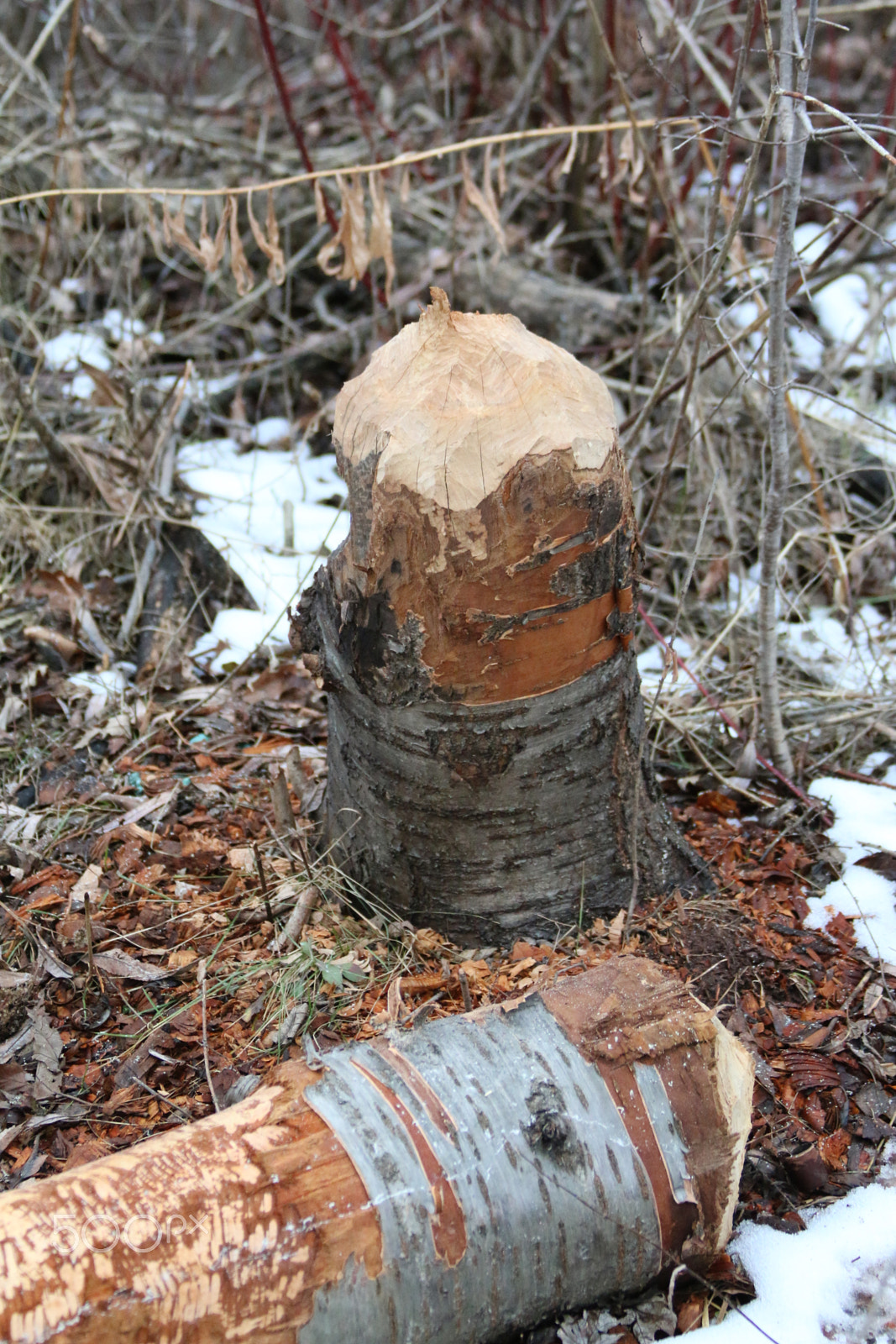 Canon EOS 70D + Canon EF 28-300mm F3.5-5.6L IS USM sample photo. Beaver chewed wood photography
