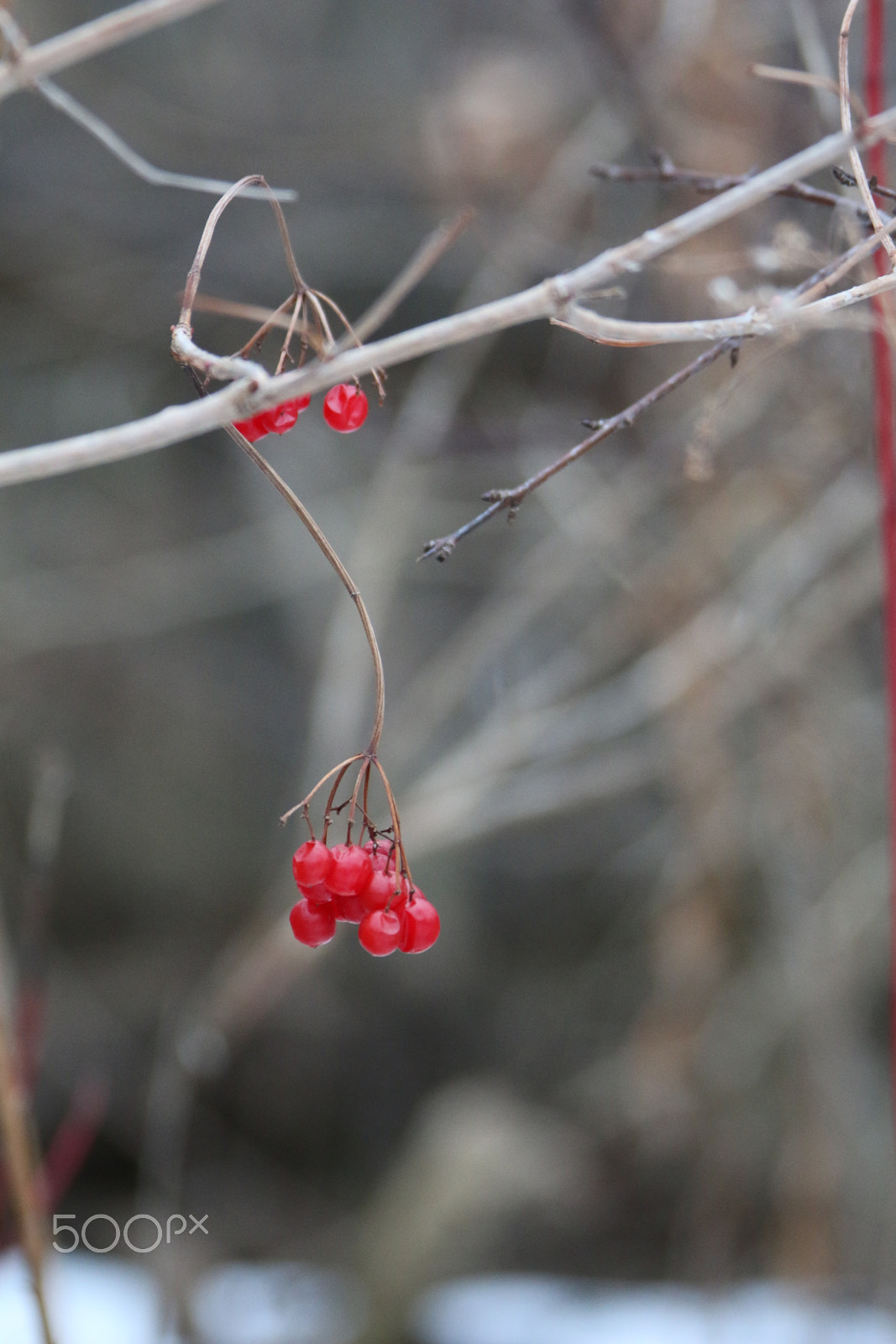 Canon EF 28-300mm F3.5-5.6L IS USM sample photo. Berry photography