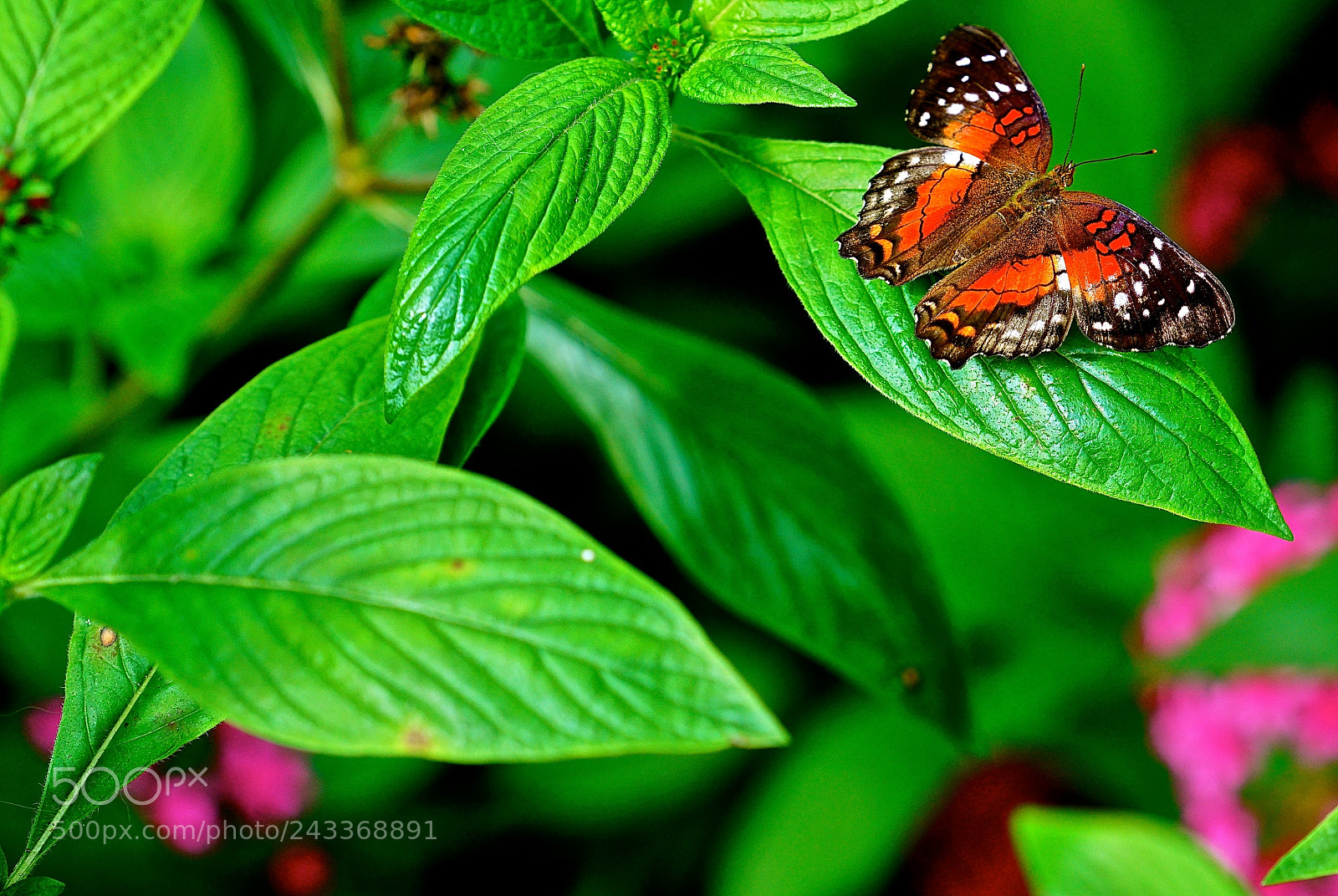 Sony a7R II sample photo. Morphing photography