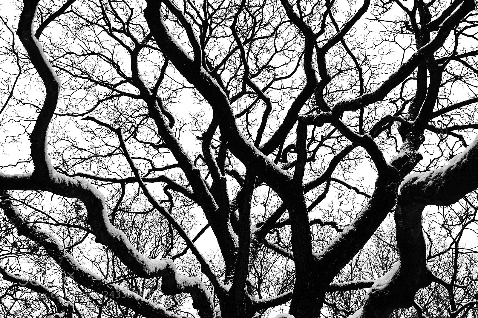 Canon EOS 60D sample photo. Winter photography