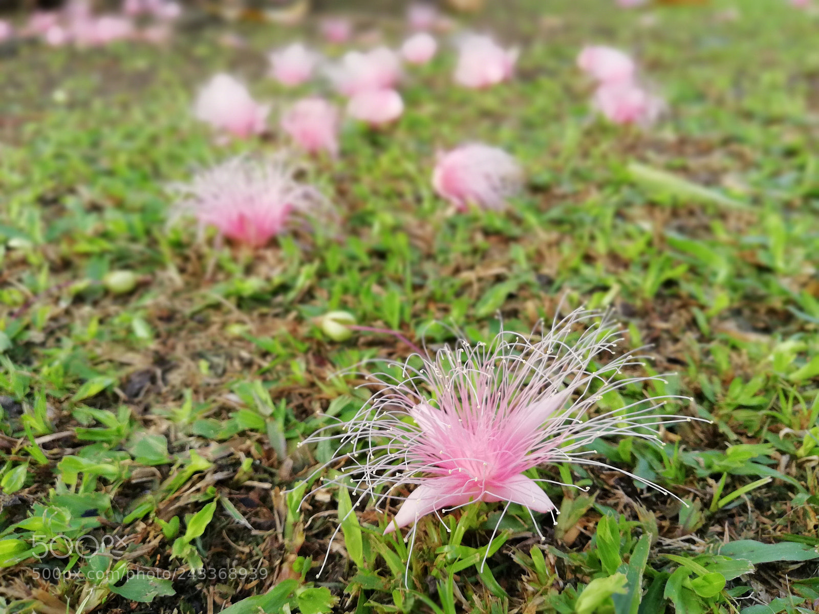 HUAWEI nova 2i sample photo. Untitled photography