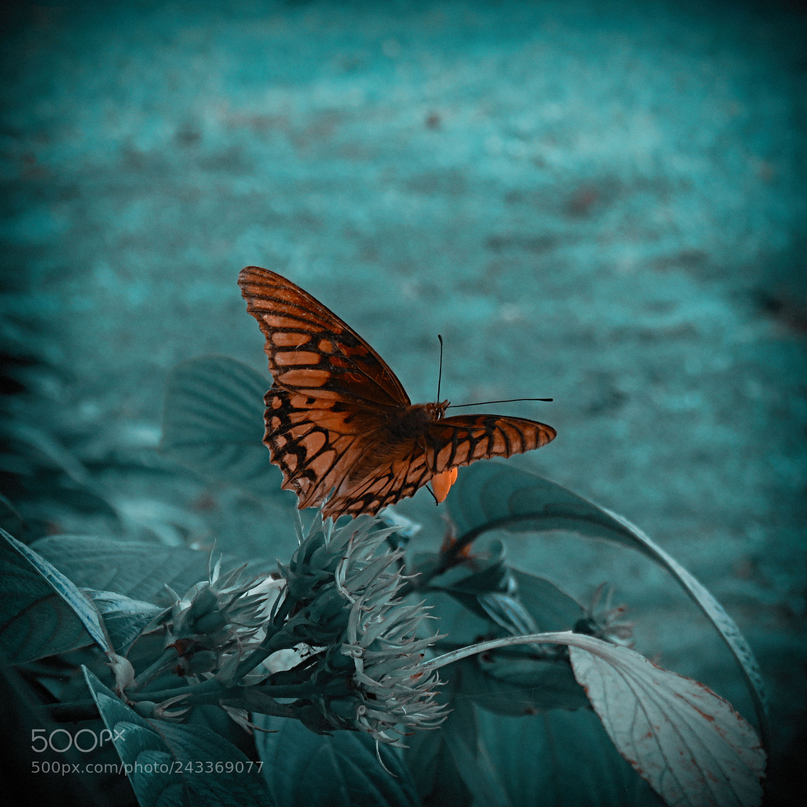 Canon PowerShot SX60 HS sample photo. Butterfly effect photography