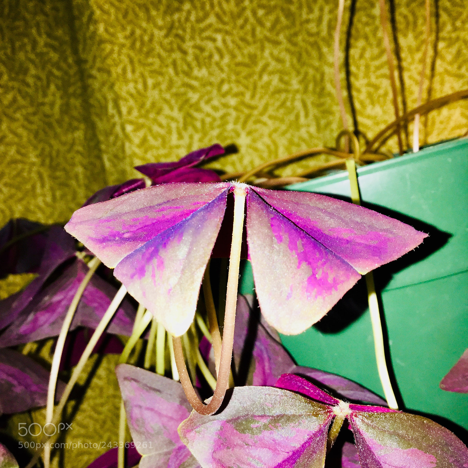 Apple iPod touch sample photo. Flower looks like a photography