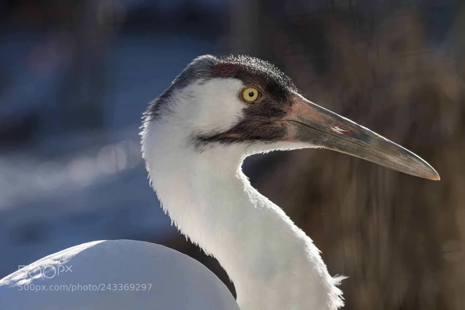 Nikon D810 sample photo. Whooping crane (grus americana) photography