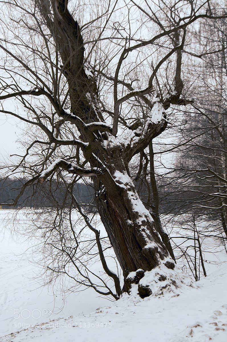 Pentax K-7 sample photo. Old tree. photography