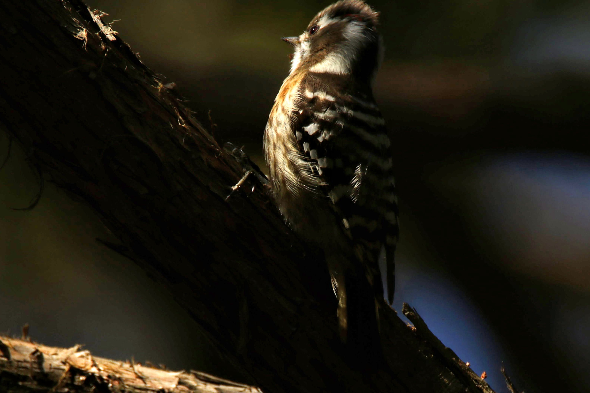 Tamron SP 150-600mm F5-6.3 Di VC USD sample photo. コゲラ photography
